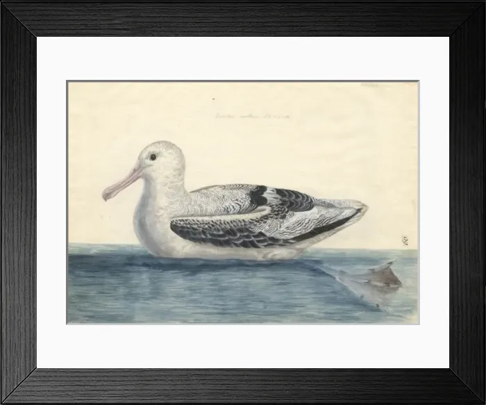 Framed Print : Diomedea exulens, wandering albatross Framed Print : Diomedea exulens, wandering albatross