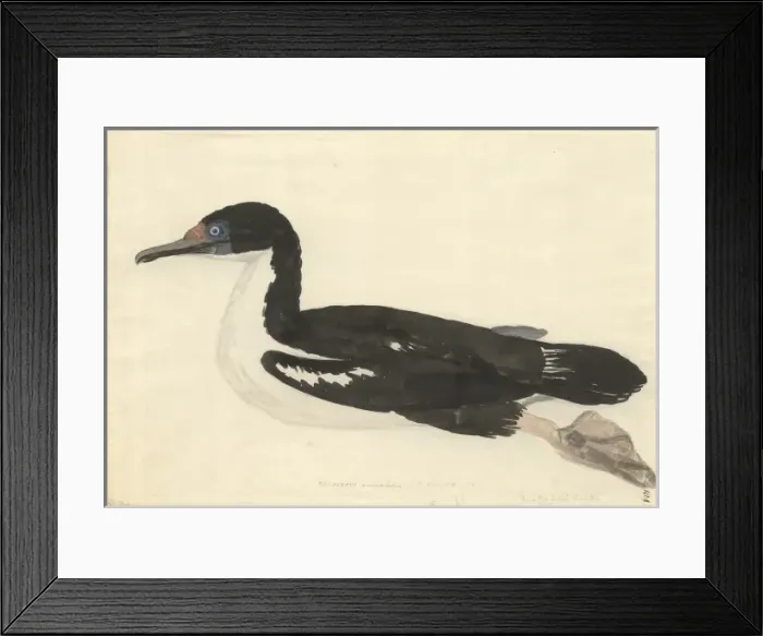Framed Print : Phalcrocorax carunculatus, rough-faced shag Framed Print : Phalcrocorax carunculatus, rough-faced shag