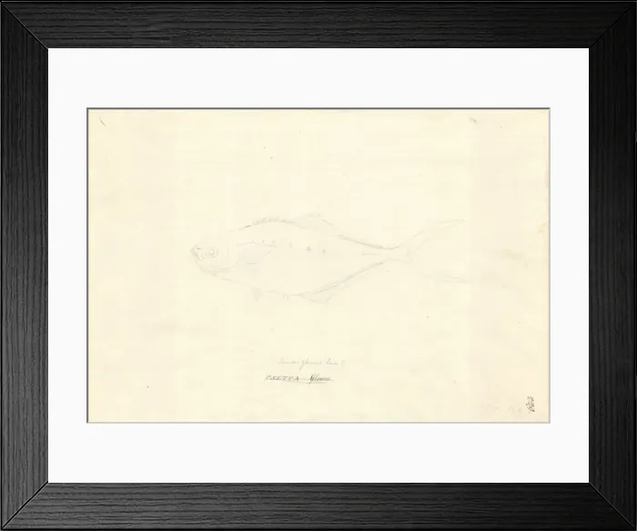 Framed Print : Ff. 229 sketch by George Forster Framed Print : Ff. 229 sketch by George Forster