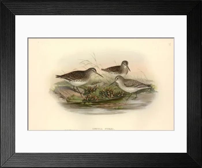 Framed Print : Limicola falcinellus, broad-billed sandpiper Framed Print : Limicola falcinellus, broad-billed sandpiper