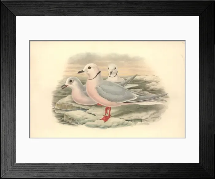 Framed Print : Rhodostethia rossii, Rosss gull Framed Print : Rhodostethia rossii, Rosss gull