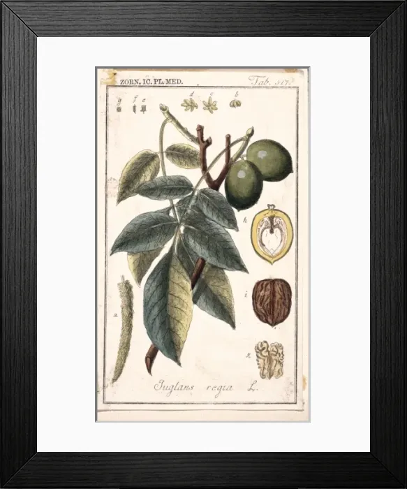 Framed Print : Juglands regia, English walnut Framed Print : Juglands regia, English walnut