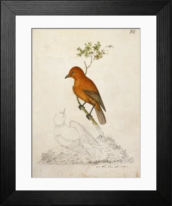 Framed Print : Loxops coccineus coccineus, akepa Framed Print : Loxops coccineus coccineus, akepa