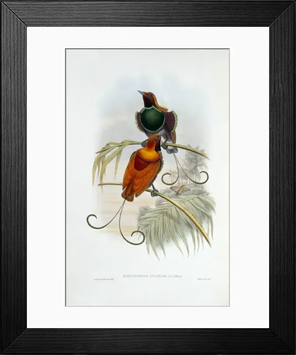 Framed Print : Diphyllodes magnificus x Cicinnurus regius, magnificent x ki Framed Print : Diphyllodes magnificus x Cicinnurus regius, magnificent x ki