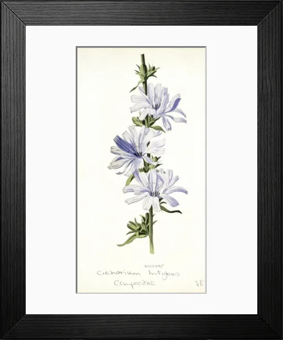 Framed Print : Chicorium intybus, chicory Framed Print : Chicorium intybus, chicory