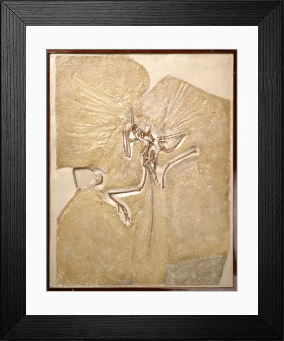 Framed Print : Archaeopteryx lithographica [London specimen]