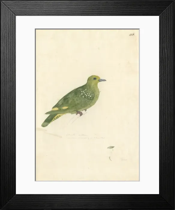 Framed Print : Ptilinopus tannensis, Tanna fruit dove Framed Print : Ptilinopus tannensis, Tanna fruit dove