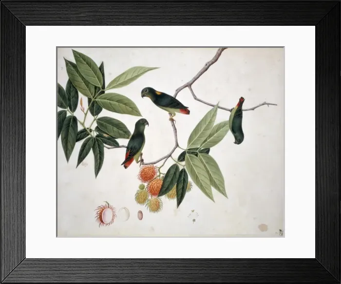 Framed Print : Loriculus sp. hanging parrot Framed Print : Loriculus sp. hanging parrot
