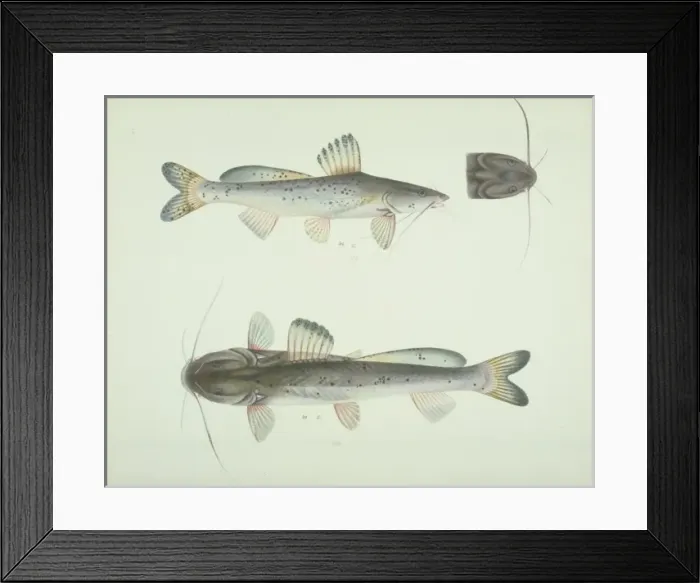 Framed Print : LS Plate 164 from the John Reeves Collection Framed Print : LS Plate 164 from the John Reeves Collection