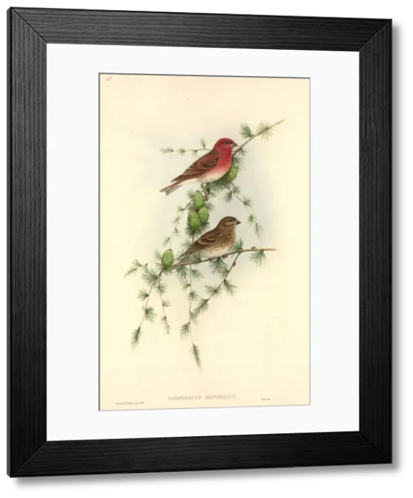 Framed Print : Carpodacus erythrinus, common rosefinch Framed Print : Carpodacus erythrinus, common rosefinch