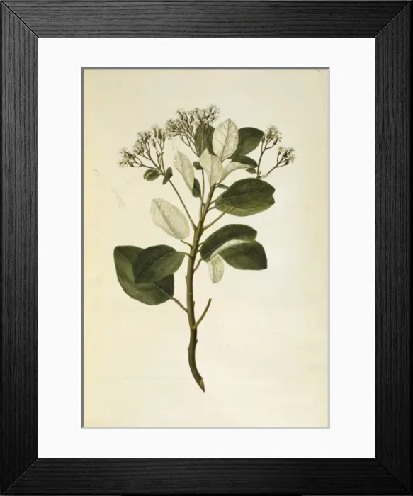 Framed Print : Olearia furfuracea, tree daisy Framed Print : Olearia furfuracea, tree daisy