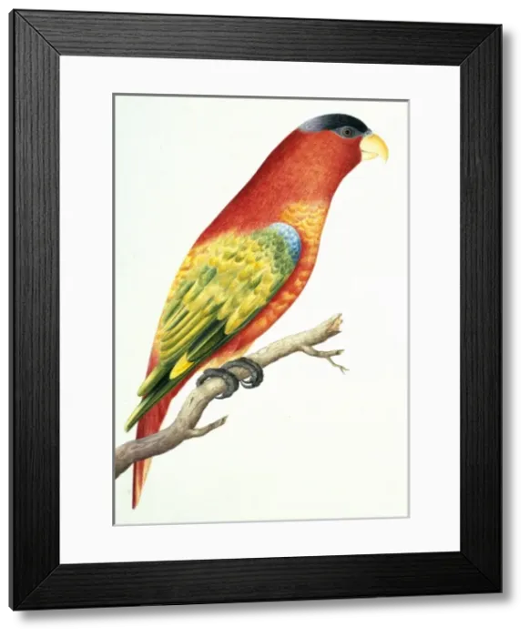 Framed Print : Lorius domicella, purple-naped lory Framed Print : Lorius domicella, purple-naped lory