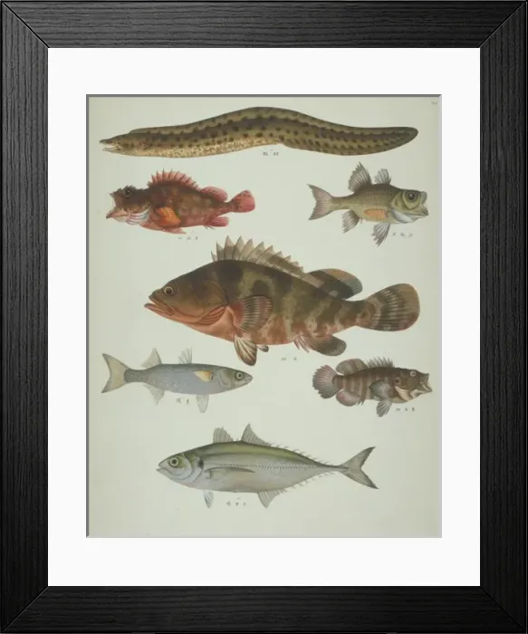 Framed Print : LS Plate 119 from the John Reeves Collection Framed Print : LS Plate 119 from the John Reeves Collection