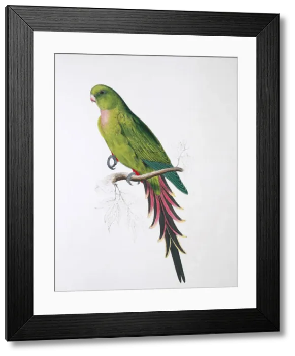 Framed Print : Pyrrhura melanura, maroon-tailed parakeet Framed Print : Pyrrhura melanura, maroon-tailed parakeet