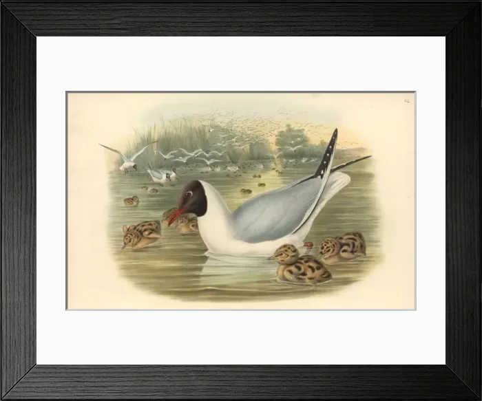 Framed Print : Larus ridibundus, common black-headed gull Framed Print : Larus ridibundus, common black-headed gull