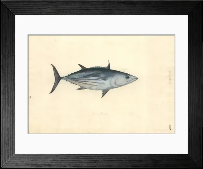 Framed Print : Katsuwomus pelamis, skipjack tuna Framed Print : Katsuwomus pelamis, skipjack tuna