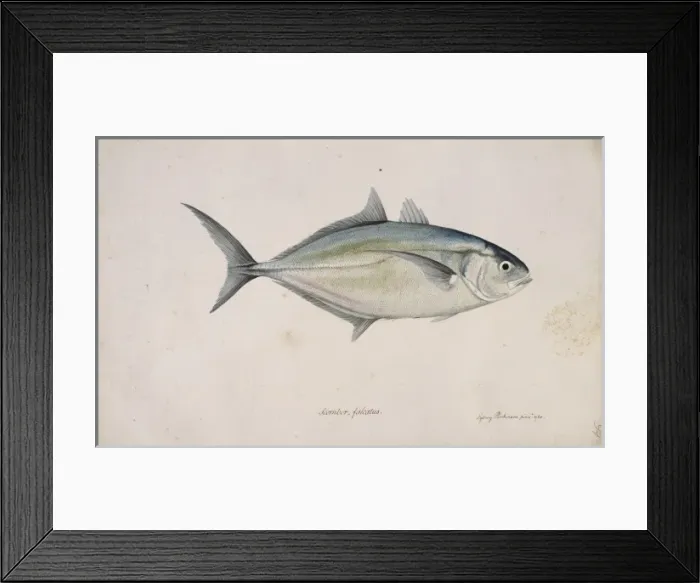 Framed Print : Carangoides crysos, blue runner Framed Print : Carangoides crysos, blue runner
