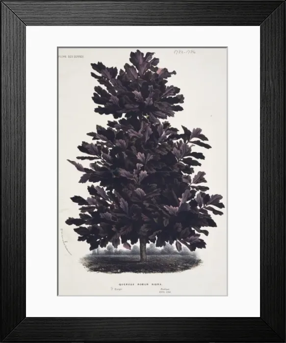 Framed Print : Quercus rober niger, oak tree Framed Print : Quercus rober niger, oak tree