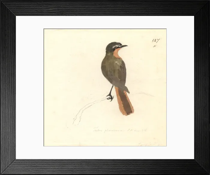 Framed Print : Cossyphra caffra, cape robin-chat Framed Print : Cossyphra caffra, cape robin-chat