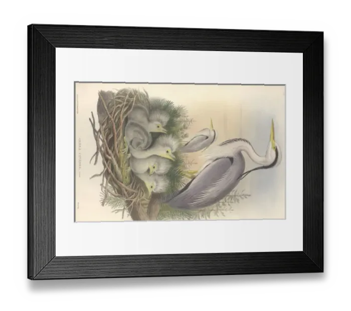 Framed Print : Ardea cinerea, grey heron