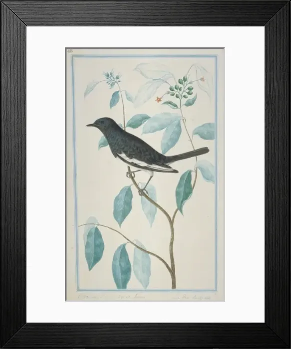 Framed Print : Dicrurus caerulescens, white-bellied drongo Framed Print : Dicrurus caerulescens, white-bellied drongo