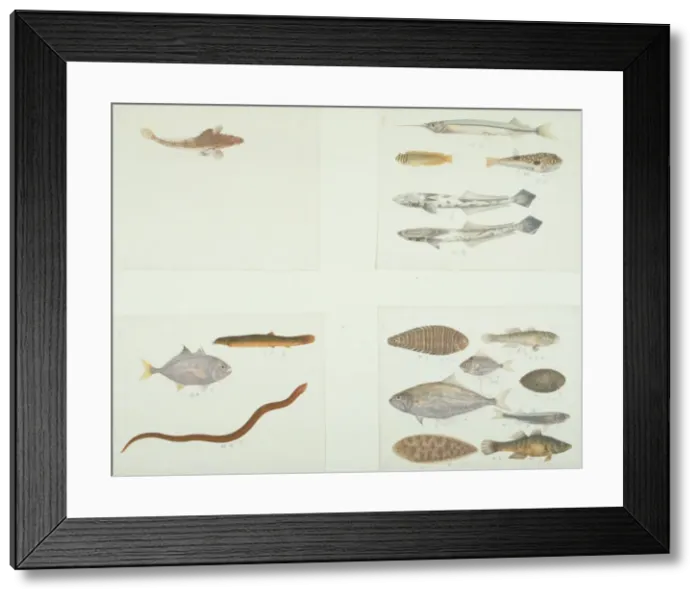 Framed Print : LS Plate 194 A-D from the John Reeves Collection Framed Print : LS Plate 194 A-D from the John Reeves Collection