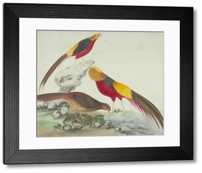 Framed Print : Chrysolophus pictus, golden pheasant Framed Print : Chrysolophus pictus, golden pheasant