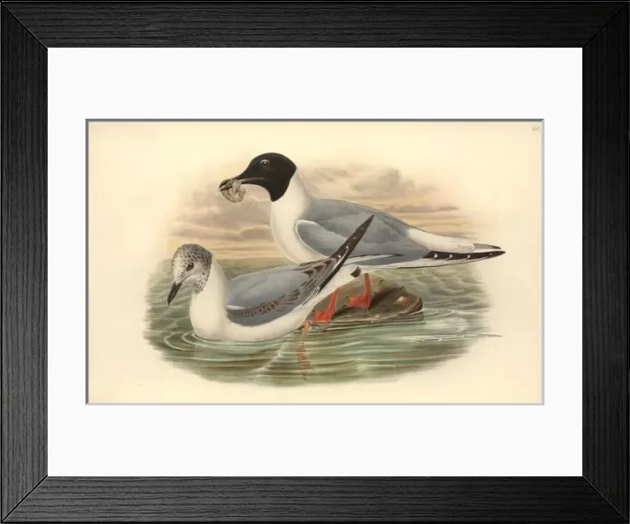 Framed Print : Larus philadelphia, Bonapartes gull Framed Print : Larus philadelphia, Bonapartes gull