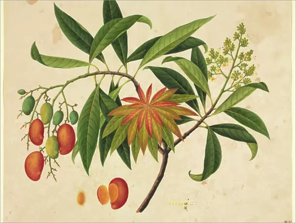 Mangifera indica, mango