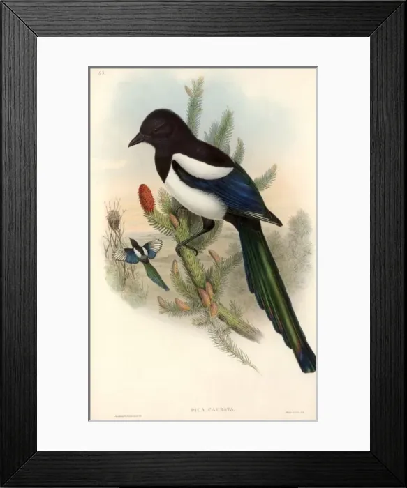 Framed Print : Pica pica, common magpie Framed Print : Pica pica, common magpie