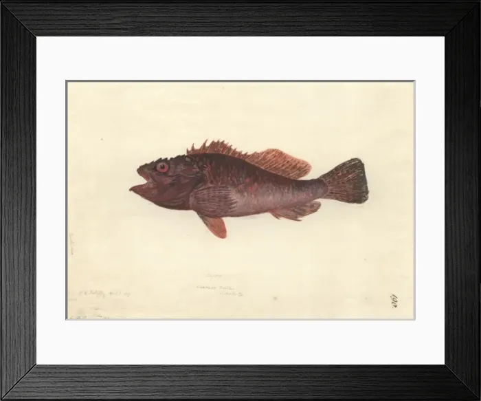 Framed Print : Scorpaena cardinalis, red rockcod Framed Print : Scorpaena cardinalis, red rockcod