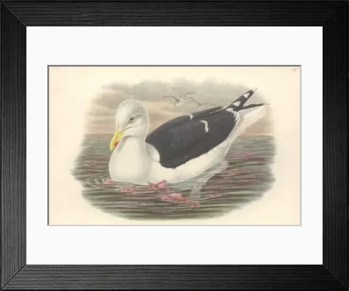 Framed Print : Larus marinus, great black-backed gull Framed Print : Larus marinus, great black-backed gull