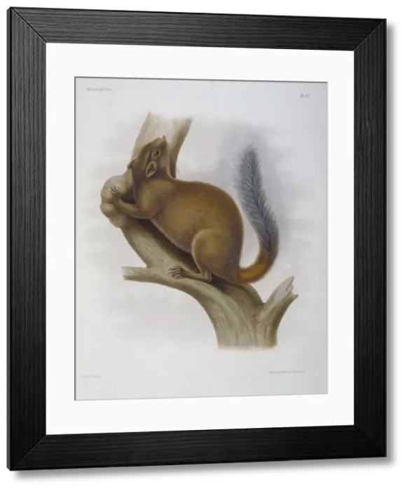 Framed Print : Sciurus davidianus, Chinese rock squirrel