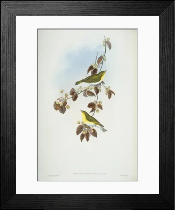 Framed Print : Phylloscopus sibilatrix, wood warbler Framed Print : Phylloscopus sibilatrix, wood warbler