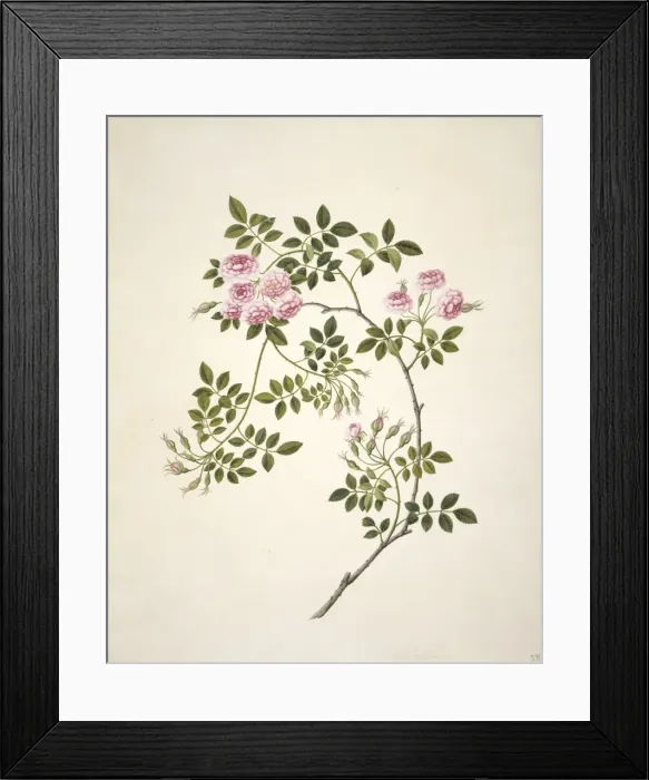 Framed Print : Rosa sp. rose Framed Print : Rosa sp. rose