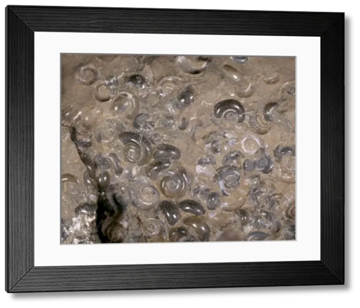 Framed Print : Limacina mercinensis, holoplanktonic mollusc Framed Print : Limacina mercinensis, holoplanktonic mollusc