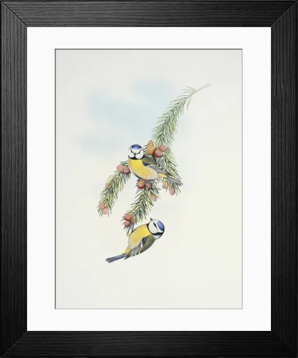Framed Print : Parus caeruleus, blue tit Framed Print : Parus caeruleus, blue tit