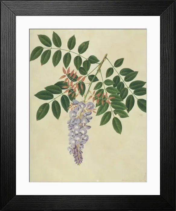 Framed Print : Wisteria sp Framed Print : Wisteria sp