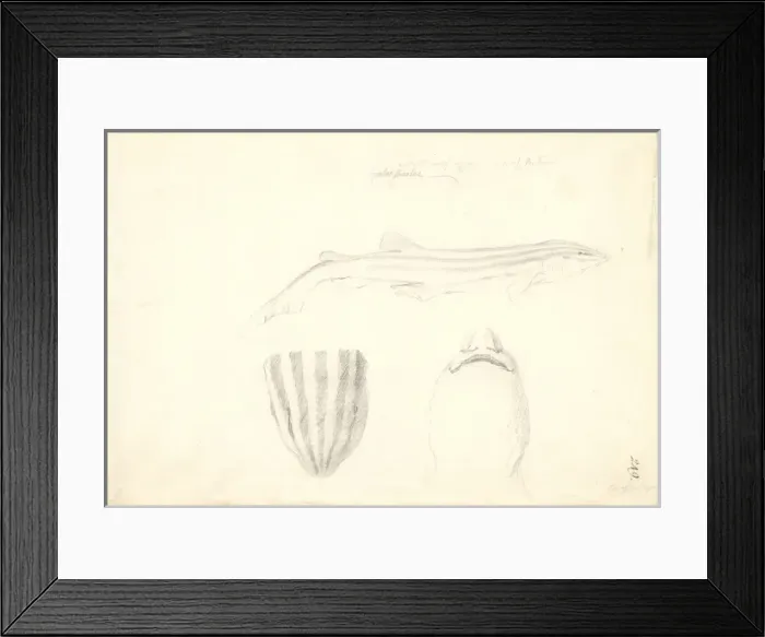 Framed Print : Poroderma africanum Framed Print : Poroderma africanum