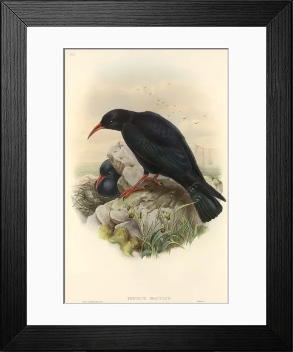 Framed Print : Pyrrhocorax pyrrhocorax, red-billed chough Framed Print : Pyrrhocorax pyrrhocorax, red-billed chough