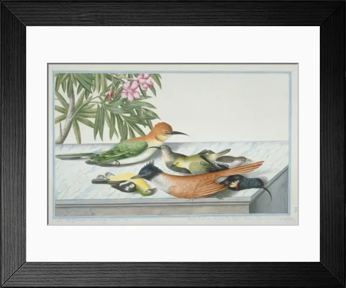 Framed Print : Collection of mixed dead birds Framed Print : Collection of mixed dead birds