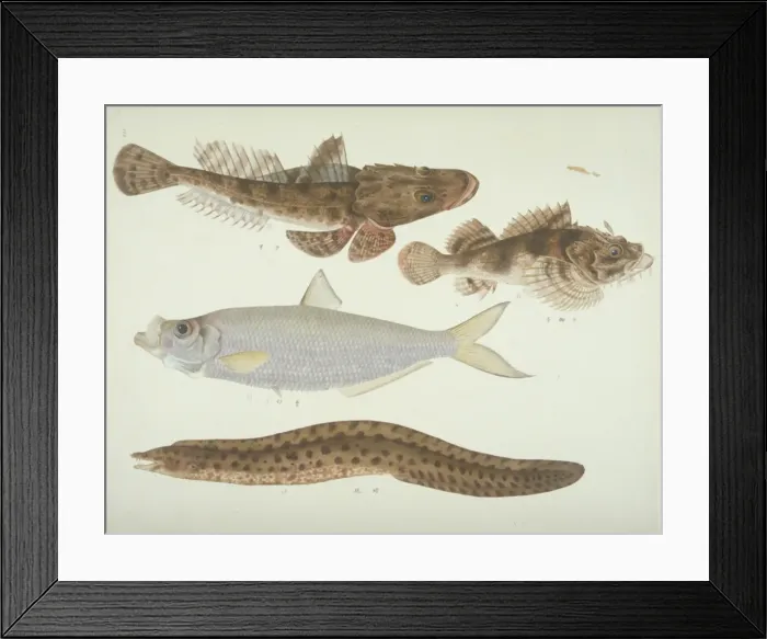 Framed Print : Plate 141 from the John Reeves Collection Framed Print : Plate 141 from the John Reeves Collection