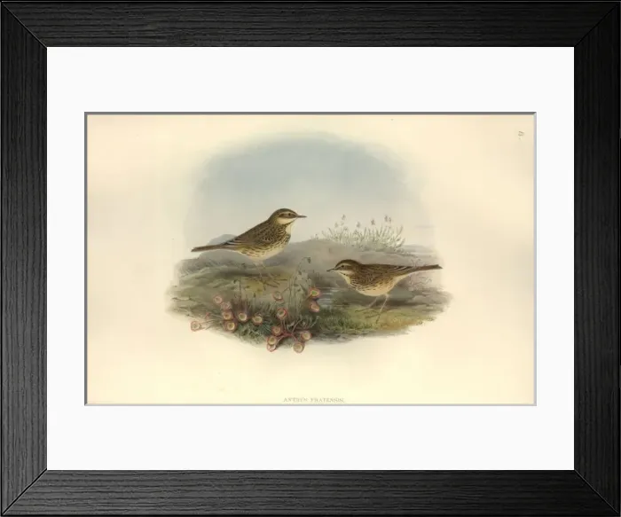 Framed Print : Anthus pratensis, meadow pipit Framed Print : Anthus pratensis, meadow pipit