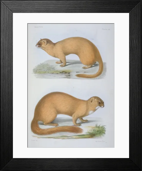 Framed Print : Putorius davidianus & P. moupinensis Framed Print : Putorius davidianus & P. moupinensis