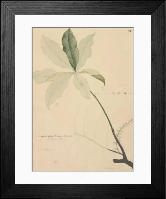 Framed Print : Schefflera digitata