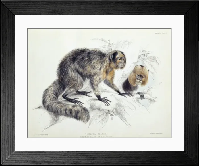 Framed Print : Pithecia sp. saki and Pithecia leucocephala, white-headed s Framed Print : Pithecia sp. saki and Pithecia leucocephala, white-headed s