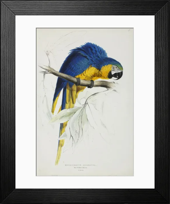 Framed Print : Ara araurana, blue and yellow maccaw Framed Print : Ara araurana, blue and yellow maccaw