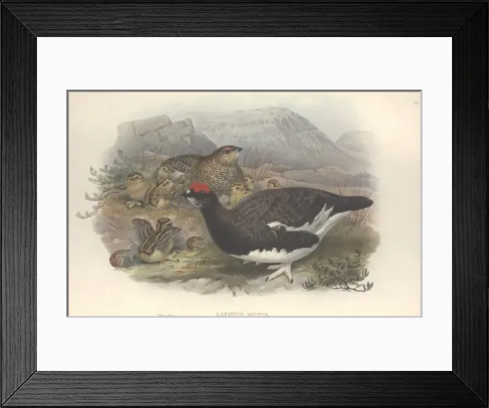 Framed Print : Lagopus muta, rock ptarmigan Framed Print : Lagopus muta, rock ptarmigan