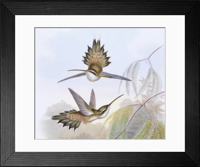 Framed Print : Phaethornis anthophilus, pale-bellied hermit Framed Print : Phaethornis anthophilus, pale-bellied hermit