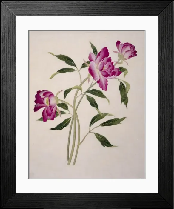 Framed Print : Flower Illustration from the Reeves Collection Framed Print : Flower Illustration from the Reeves Collection